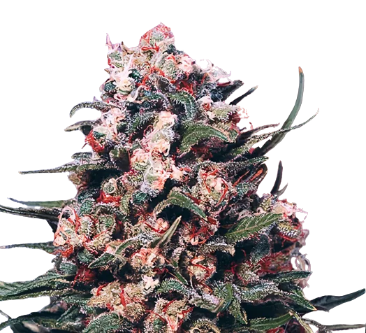 Eran Almog cannabis seeds packaging — Royal King Seeds Australia