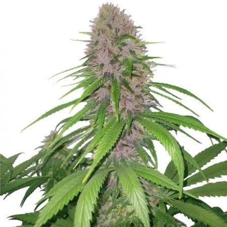 Euforia cannabis seeds packaging — Royal King Seeds Australia