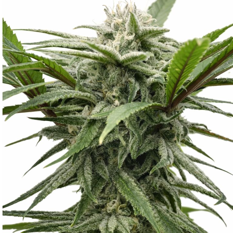 Ewok cannabis seeds packaging — Royal King Seeds Australia
