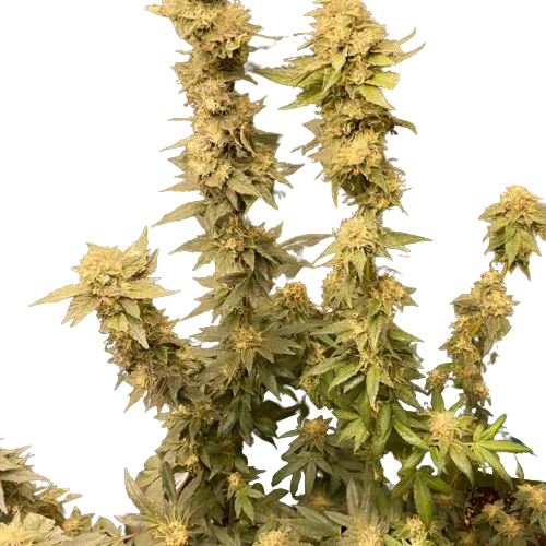 Extreme Cream cannabis seeds packaging — Royal King Seeds Australia