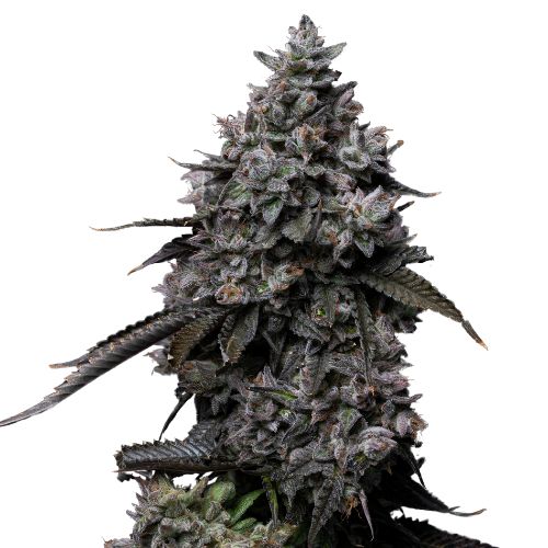 Fat Nelson cannabis seeds packaging — Royal King Seeds Australia