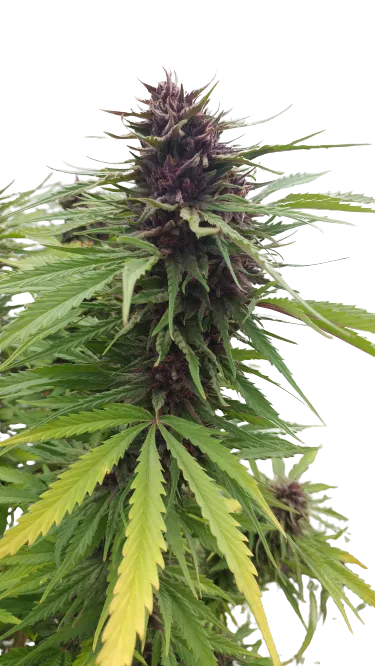 Fat Purple cannabis seeds packaging — Royal King Seeds Australia