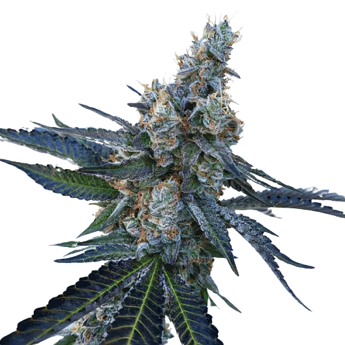 Faygo Red Pop Feminized