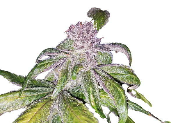 Flo cannabis seeds packaging — Royal King Seeds Australia