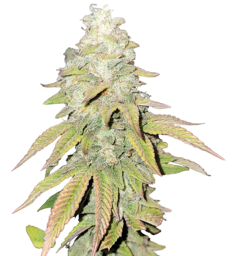 Flo OG cannabis seeds packaging — Royal King Seeds Australia