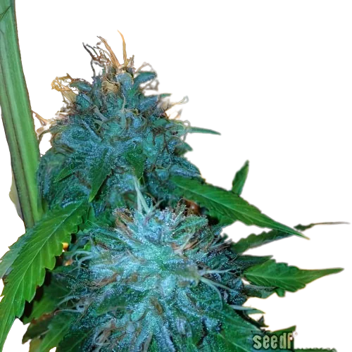 Flowerbomb Kush cannabis seeds packaging — Royal King Seeds Australia