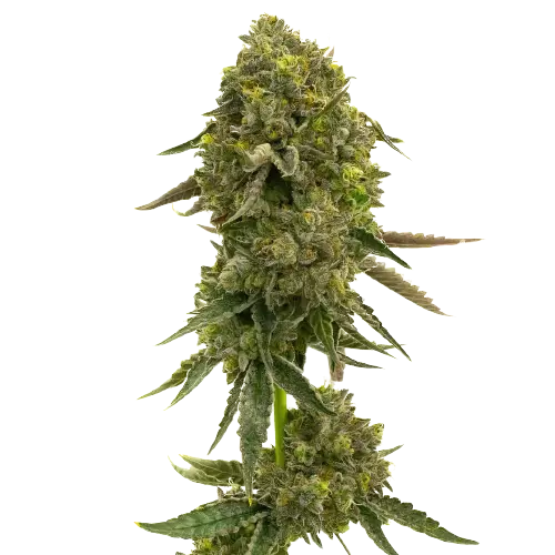 Flying Princess cannabis seeds packaging — Royal King Seeds Australia