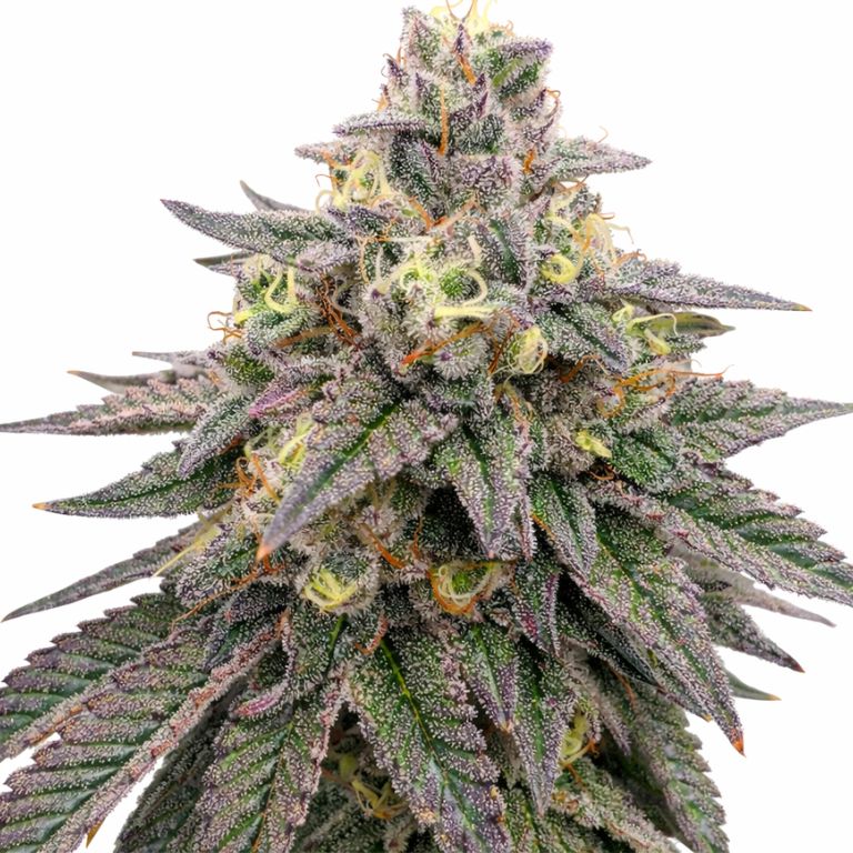 Forbidden Fruit cannabis seeds packaging — Royal King Seeds Australia