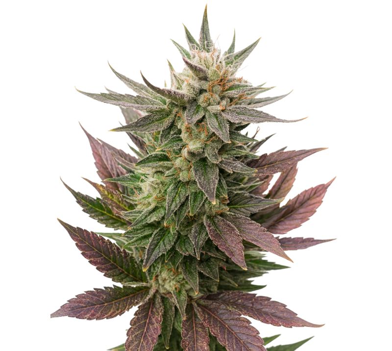 Fortune Cookies cannabis seeds packaging — Royal King Seeds Australia
