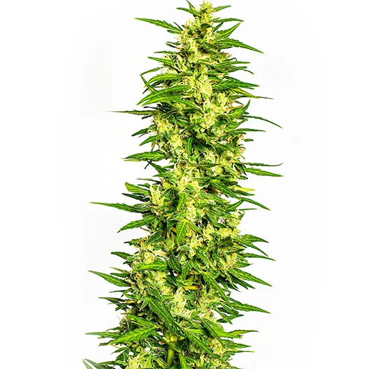 Four Star General cannabis seeds packaging — Royal King Seeds Australia