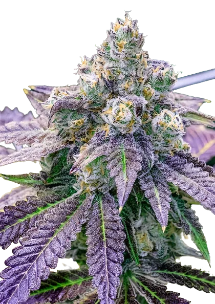 FPOG cannabis seeds packaging — Royal King Seeds Australia