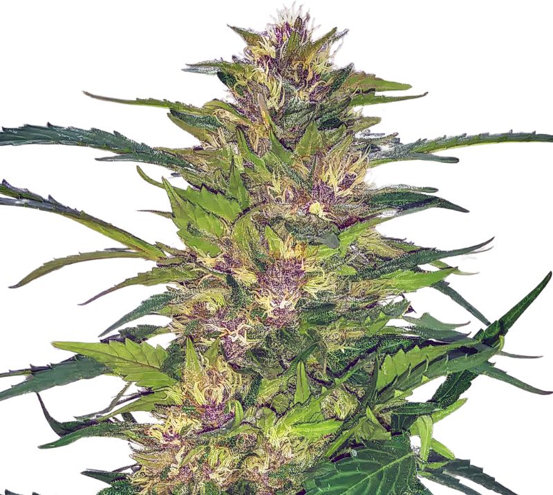 Freezeland cannabis seeds packaging — Royal King Seeds Australia