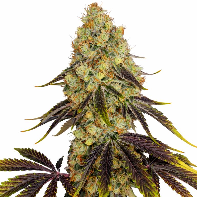 French Cookies cannabis seeds packaging — Royal King Seeds Australia