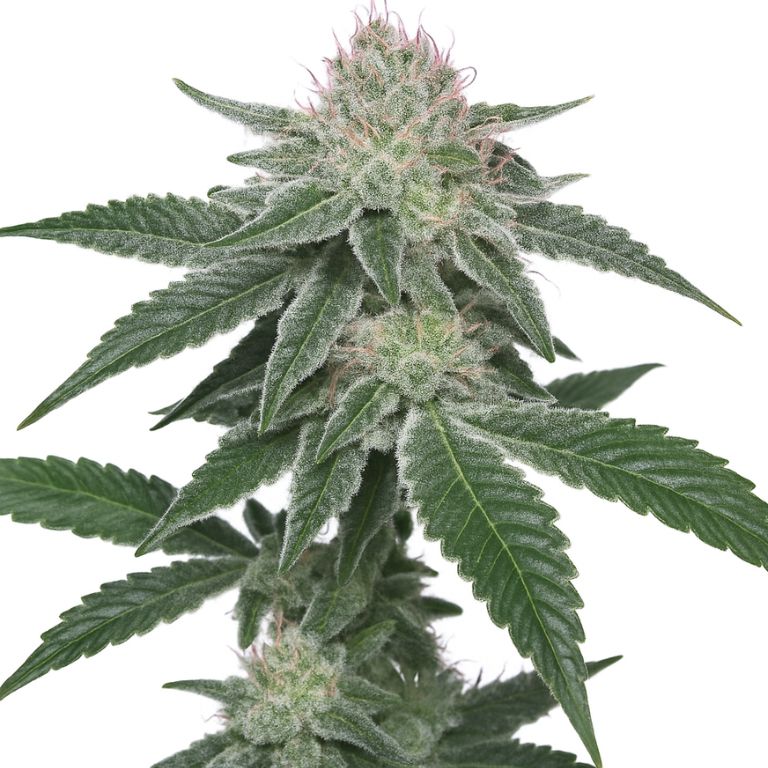 French Toast cannabis seeds packaging — Royal King Seeds Australia