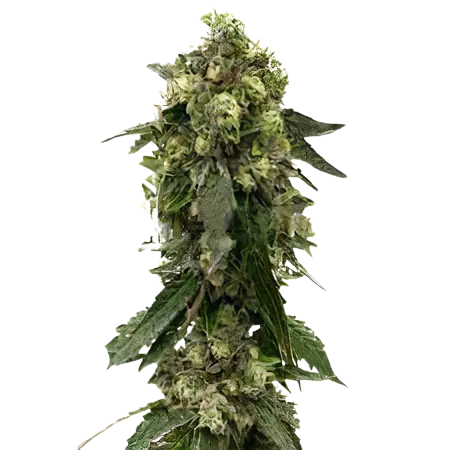 Fresh Cookies cannabis seeds packaging — Royal King Seeds Australia