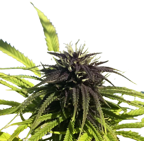 Frida cannabis seeds packaging — Royal King Seeds Australia