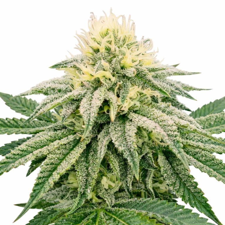 Frosty cannabis seeds packaging — Royal King Seeds Australia