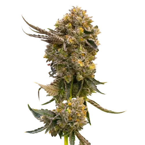 Fruit cannabis seeds packaging — Royal King Seeds Australia