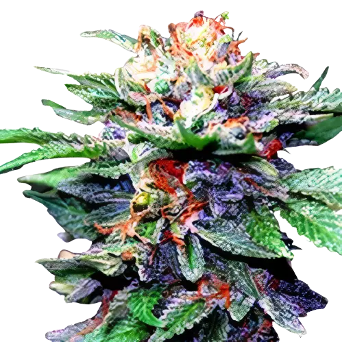 Fruity Chronic Juice cannabis seeds packaging — Royal King Seeds Australia