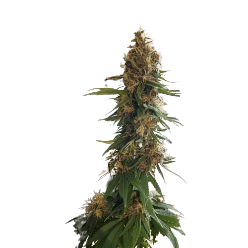 Fruity Widow cannabis seeds packaging — Royal King Seeds Australia