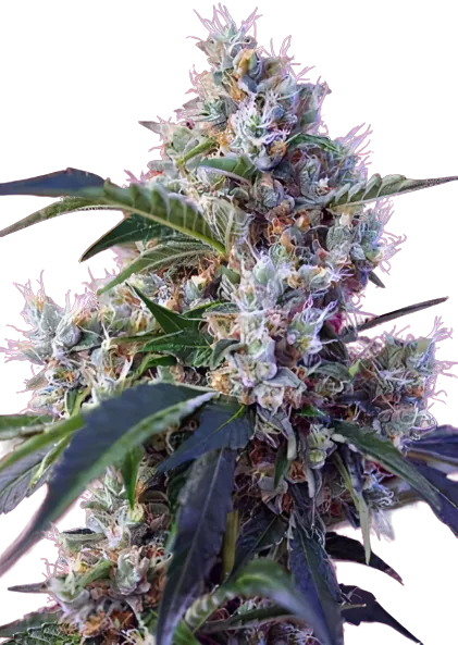 Fruitylicious cannabis seeds packaging — Royal King Seeds Australia
