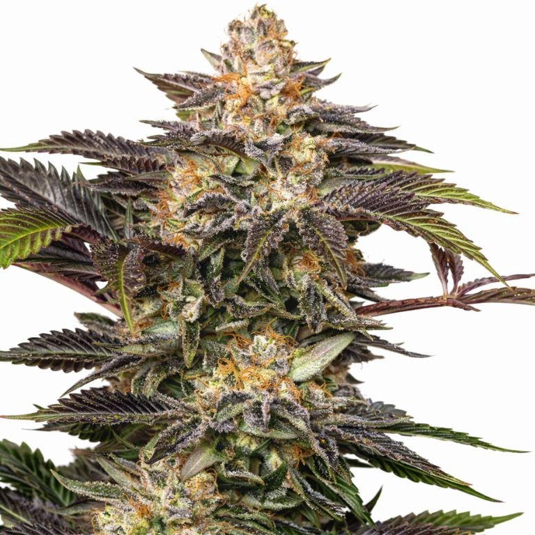 Fucking Incredible cannabis seeds packaging — Royal King Seeds Australia