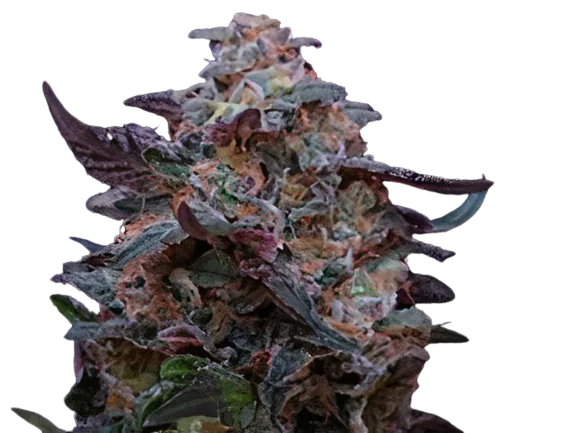 Funky Monkey cannabis seeds packaging — Royal King Seeds Australia