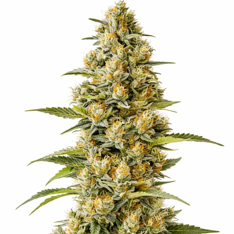 G13 cannabis seeds packaging — Royal King Seeds Australia