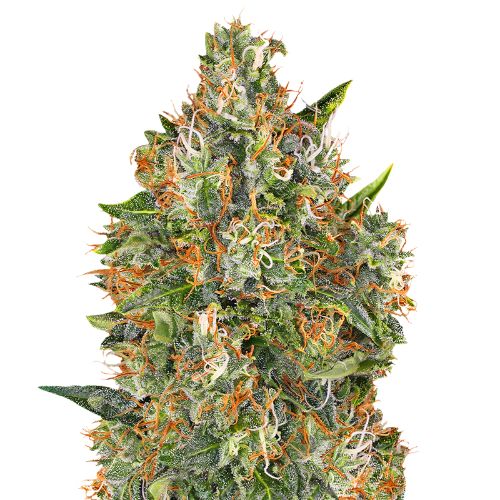 G13 Widow cannabis seeds packaging — Royal King Seeds Australia
