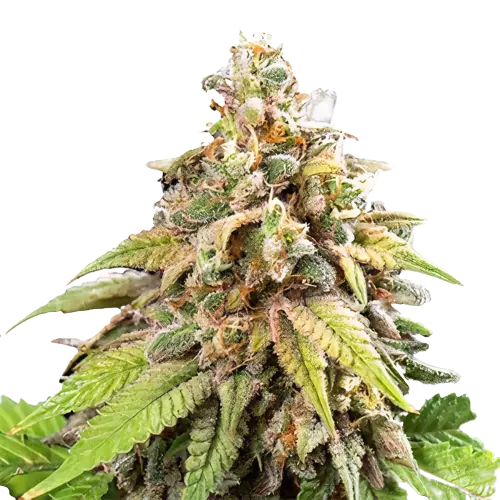 Galactic Jack cannabis seeds packaging — Royal King Seeds Australia