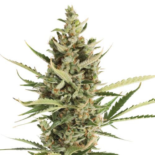 Game Changer cannabis seeds packaging — Royal King Seeds Australia