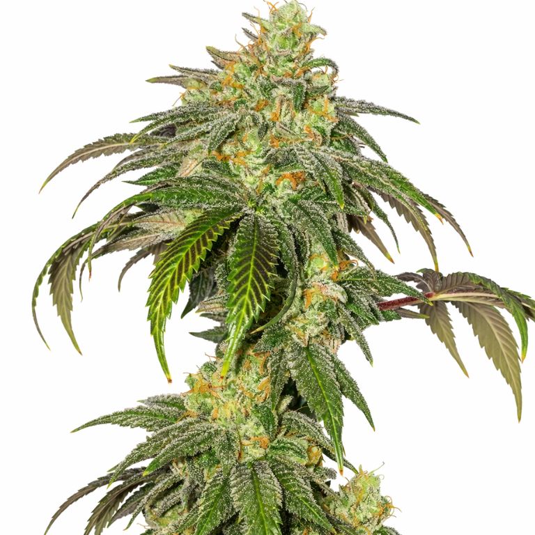 Garlic Bud cannabis seeds packaging — Royal King Seeds Australia