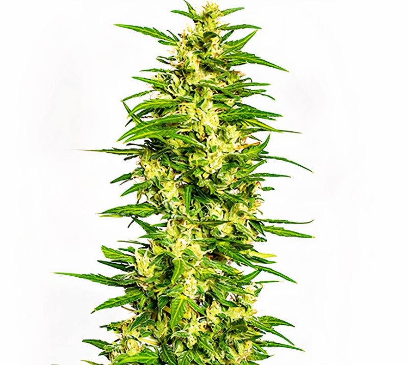 Gatekeeper OG cannabis seeds packaging — Royal King Seeds Australia
