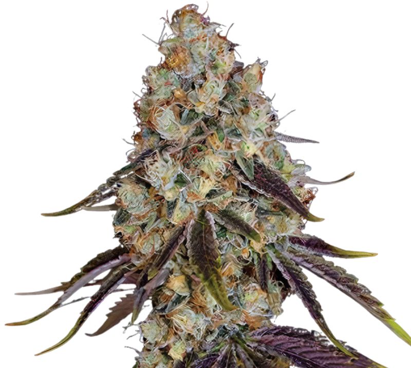 Gator Breath cannabis seeds packaging — Royal King Seeds Australia
