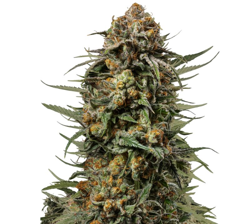 Gelato 44 cannabis seeds packaging — Royal King Seeds Australia