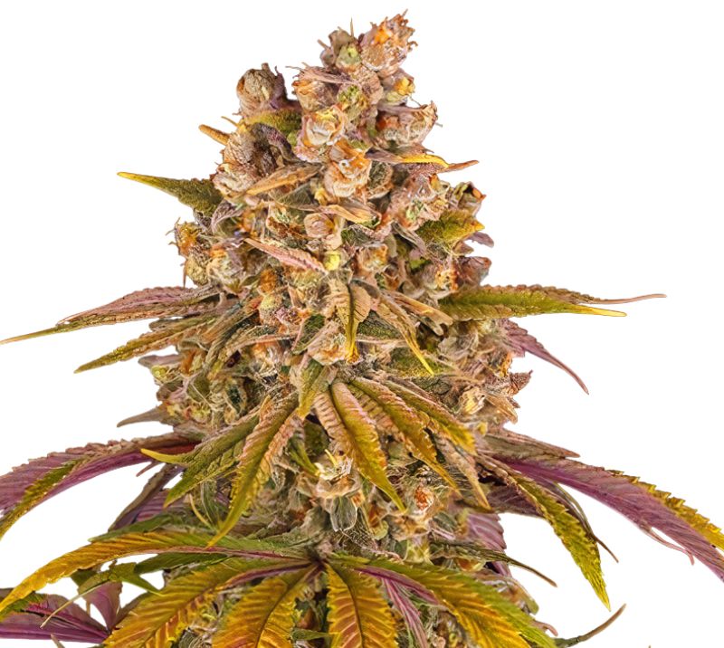 Gelato Cake cannabis seeds packaging — Royal King Seeds Australia