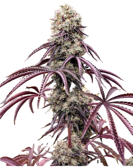 Georgia Pie cannabis seeds packaging — Royal King Seeds Australia