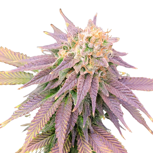 Ghost OG cannabis seeds packaging — Royal King Seeds Australia