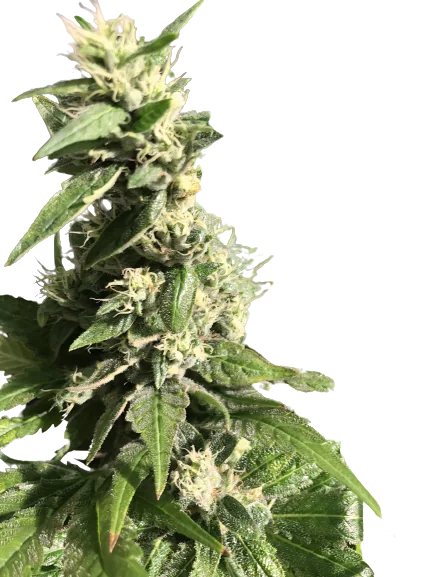 Gigabud cannabis seeds packaging — Royal King Seeds Australia
