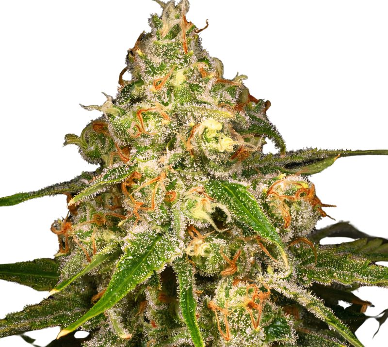 Ginger Ale cannabis seeds packaging — Royal King Seeds Australia