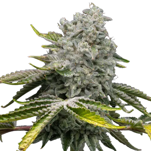 Glass Apple cannabis seeds packaging — Royal King Seeds Australia