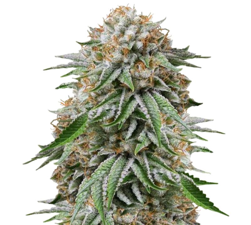 Go Time cannabis seeds packaging — Royal King Seeds Australia