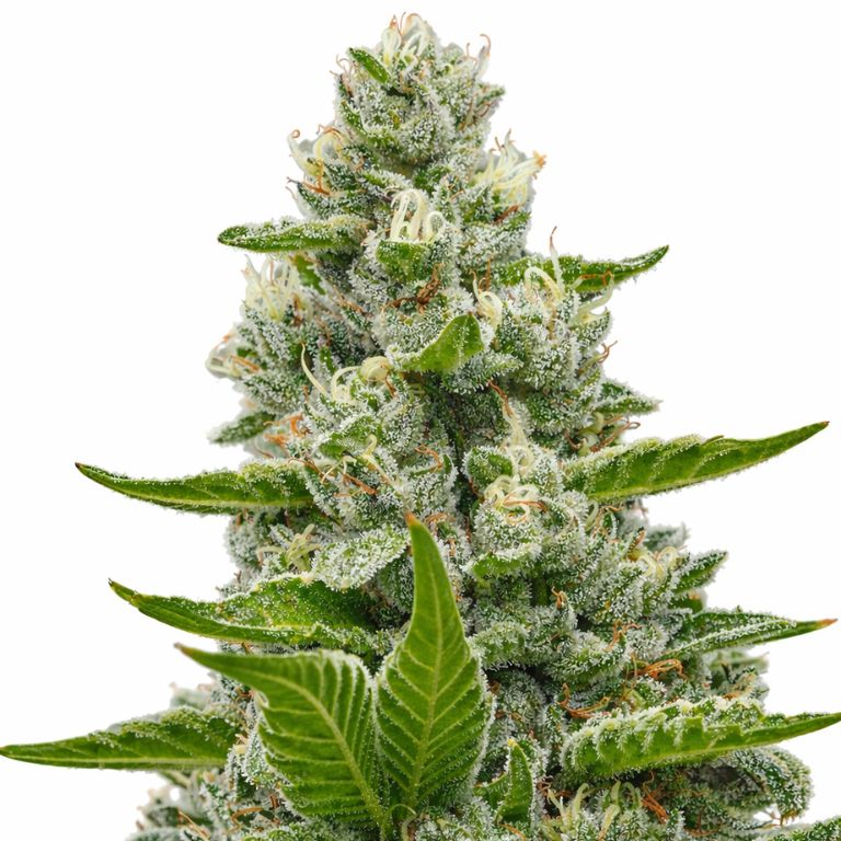 Goat Milk cannabis seeds packaging — Royal King Seeds Australia