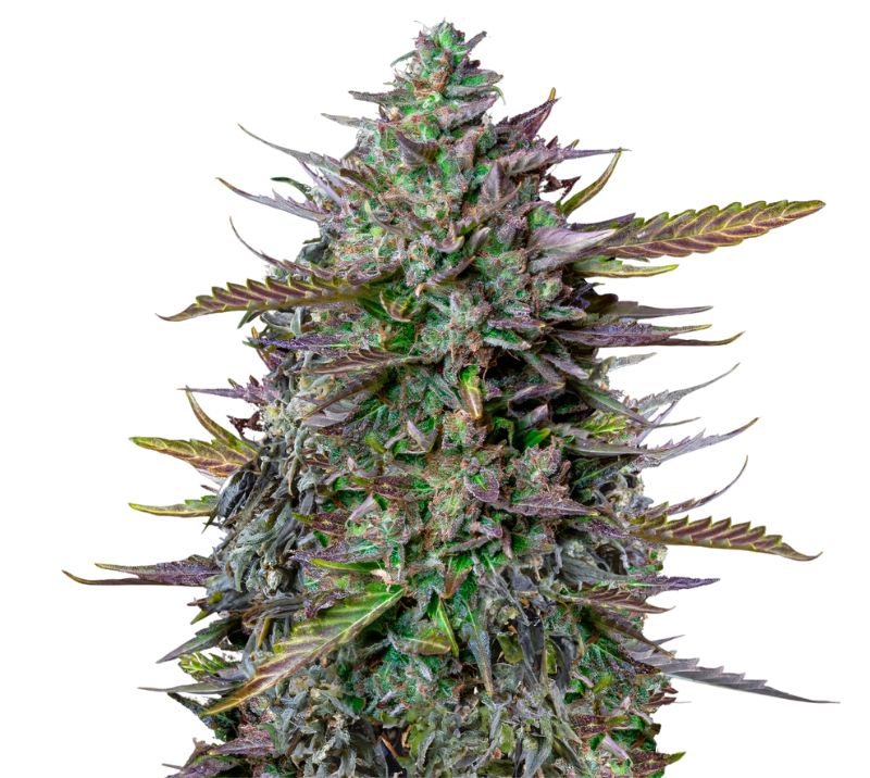 Goatlato cannabis seeds packaging — Royal King Seeds Australia