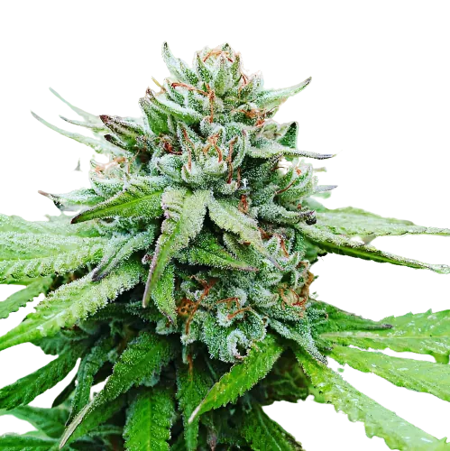 Gobbilygoo cannabis seeds packaging — Royal King Seeds Australia