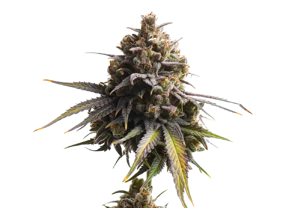 Gobbstopper cannabis seeds packaging — Royal King Seeds Australia