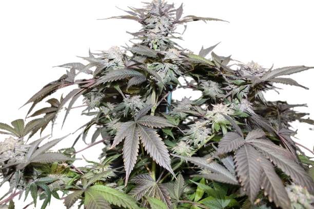 God Bud cannabis seeds packaging — Royal King Seeds Australia