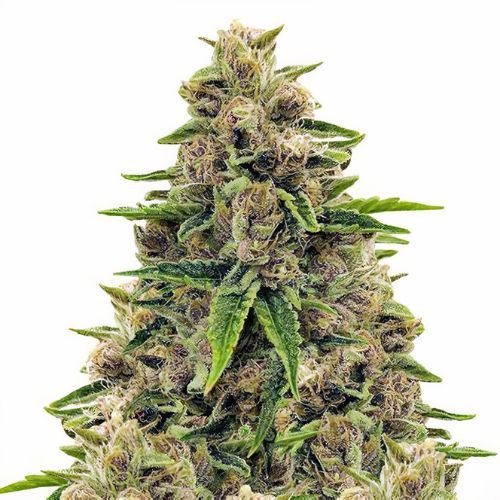Godfather OG cannabis seeds packaging — Royal King Seeds Australia