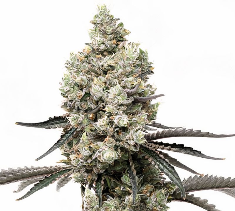 Godfather Purple Kush cannabis seeds packaging — Royal King Seeds Australia