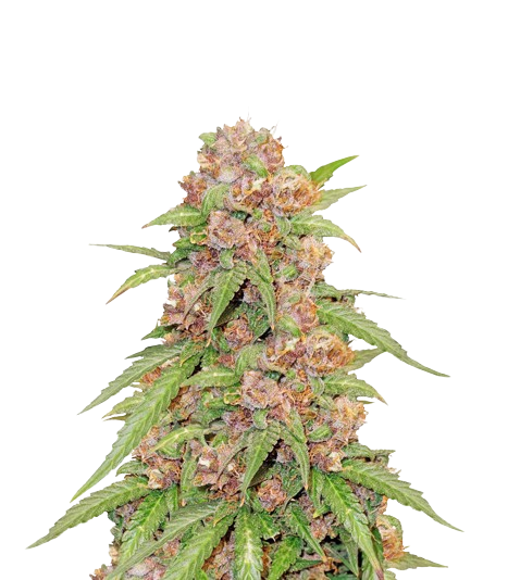 Godzilla Cookies cannabis seeds packaging — Royal King Seeds Australia